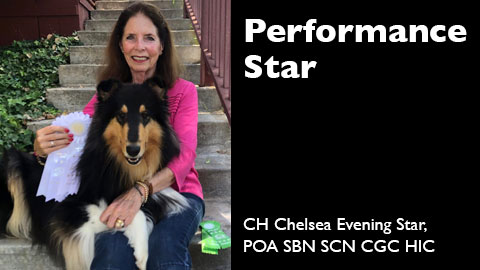 CH Chelsea Evening Star, POA SBN SCN CGC HIC awarded AKC Scent Work Test titles