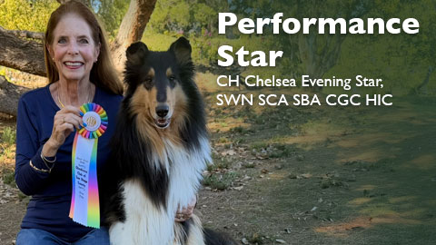 CH Chelsea Evening Star, SWN SCA SBA CGC HIC awarded Scent Work Novice (SWN)