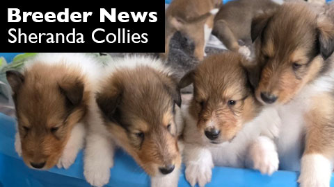 A new litter of puppies at Sheranda Collies, Florida