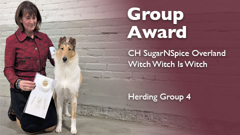 Herding Group 4 for CH SugarNSpice Overland Witch Witch Is Witch