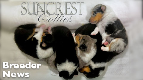 A new litter of puppies at Suncrest Collies, Florida