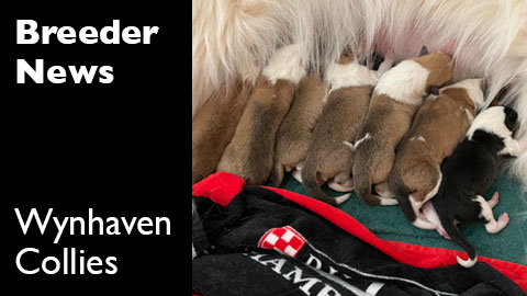 A new litter of puppies at Wynhaven Collies, Hoschton, Georgia